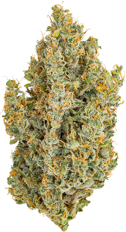 Durban Poison