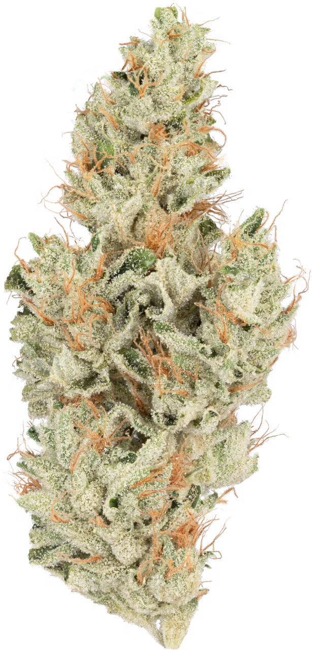 Master Kush